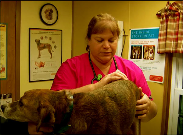 Image of Dr.Brenda from the TV show The Incredible Dr.Pol checks a dog named Baxter after being hit by a truck